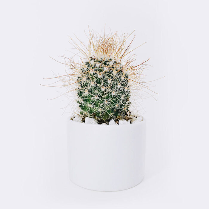 Ball Cactus 1