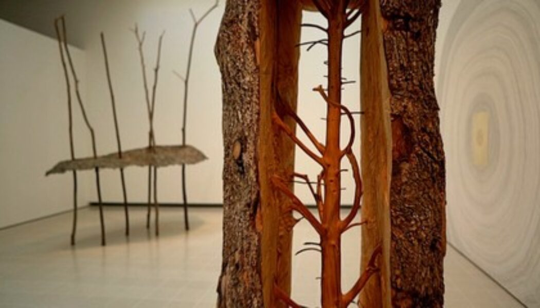 trees-on-display:-new-exhibition-showcases-natural-world