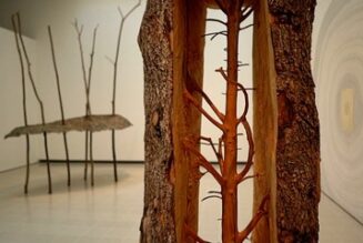 trees-on-display:-new-exhibition-showcases-natural-world